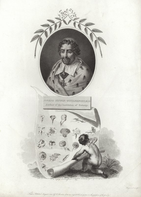Joseph Pitton de Tournefort de French School