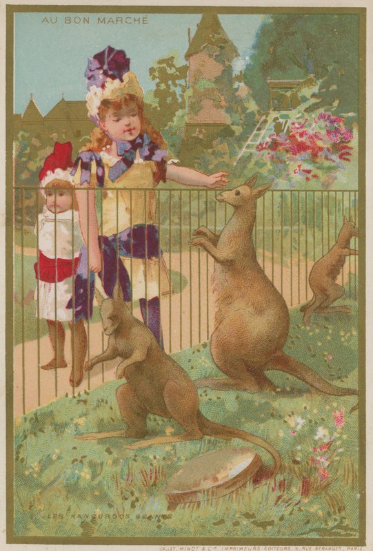 Cangurus em um zoológico de French School