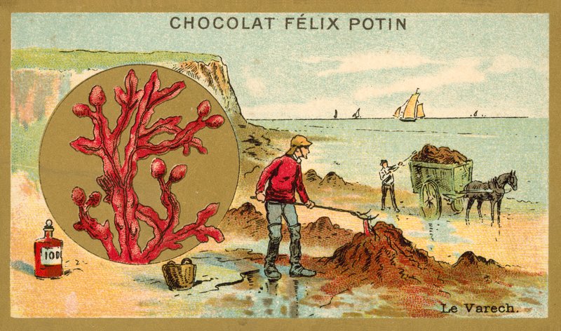 Kelp (chromolitho) de French School