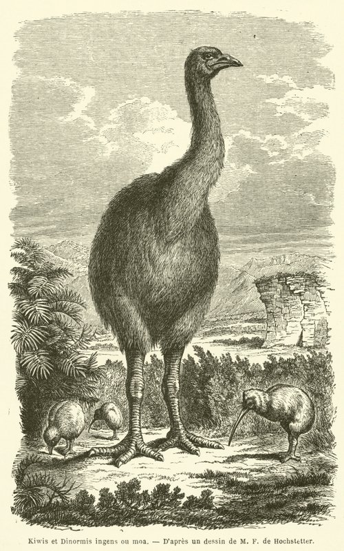 Kiwis e Dinormis ingens ou moa (gravura) de French School