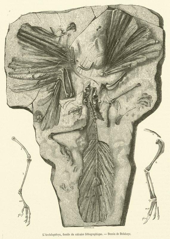 O Archeopteryx, fóssil de calcário litográfico (gravura) de French School