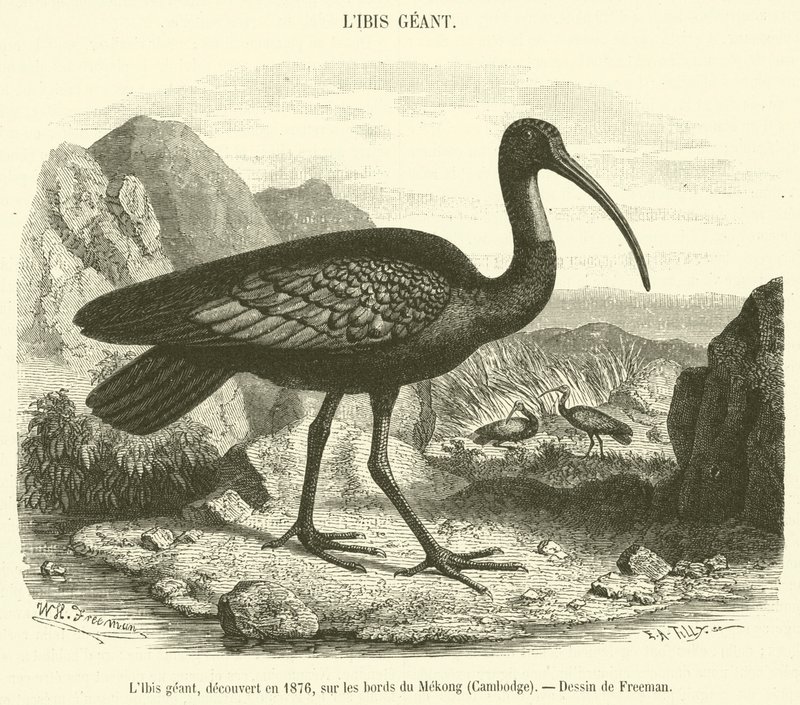 O gigante Ibis, descoberto em 1876, nas margens do Mekong, Camboja (gravura) de French School