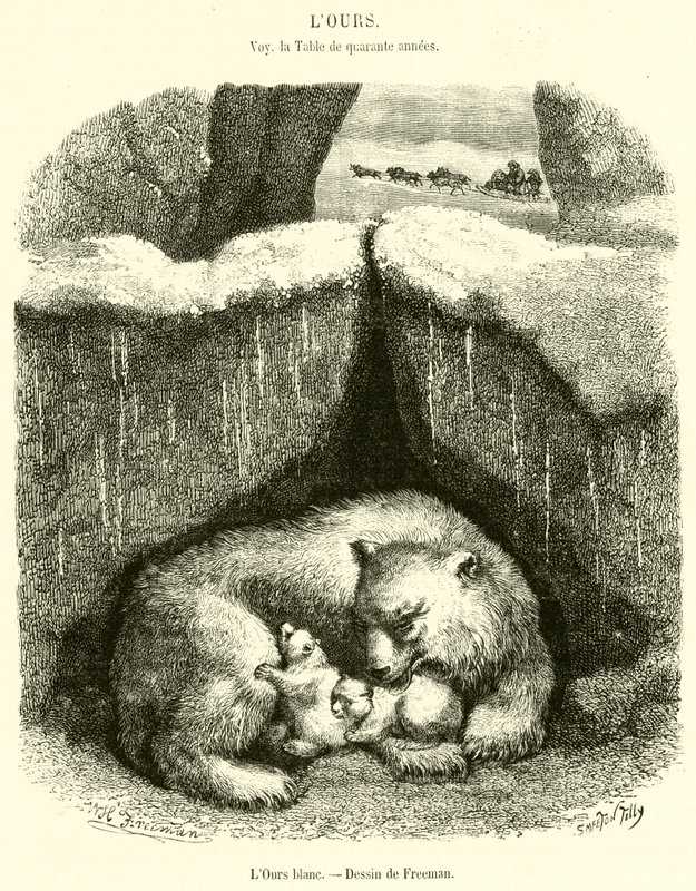 O Urso Branco (gravura) de French School