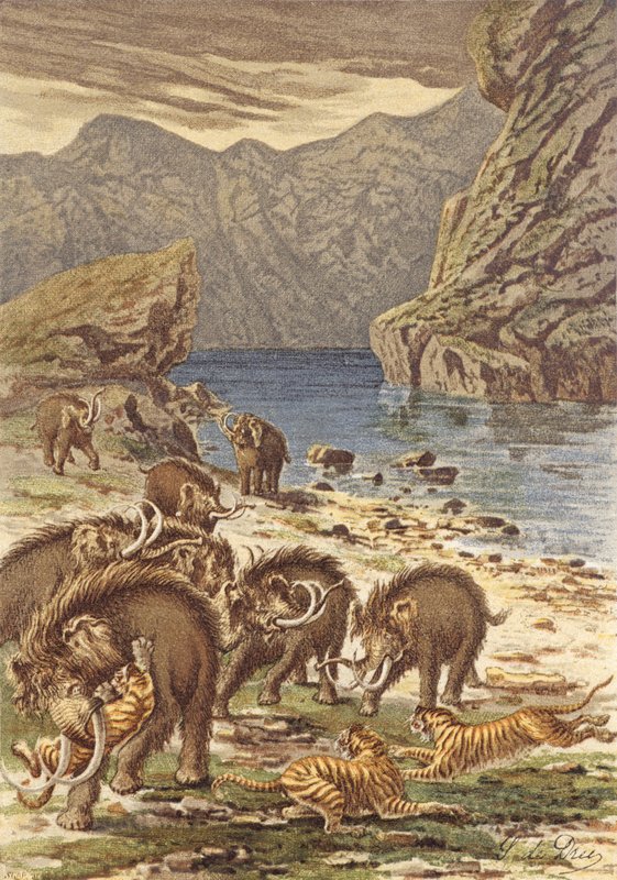 A França antes do homem, os mamutes e os felinos gigantes (litografia a cores) de French School
