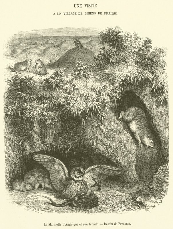 O Marmot americano e sua toca (gravura) de French School