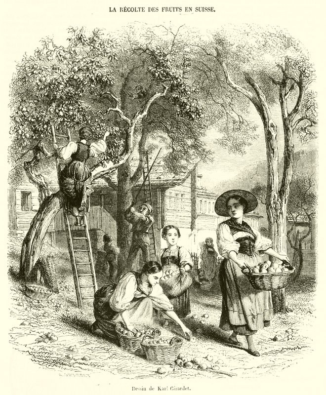 Colheita de frutas na Suíça (gravura) de French School