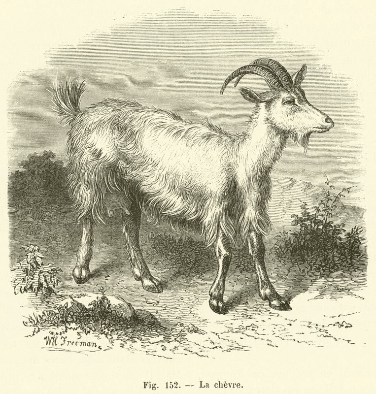A cabra (gravura) de French School
