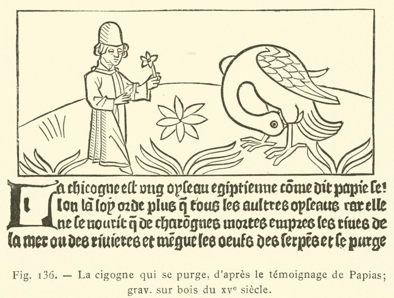 A cegonha de purga (gravação) de French School
