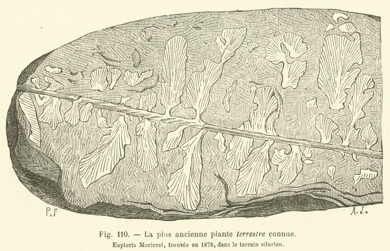 A mais antiga planta terrestre conhecida (gravura) de French School