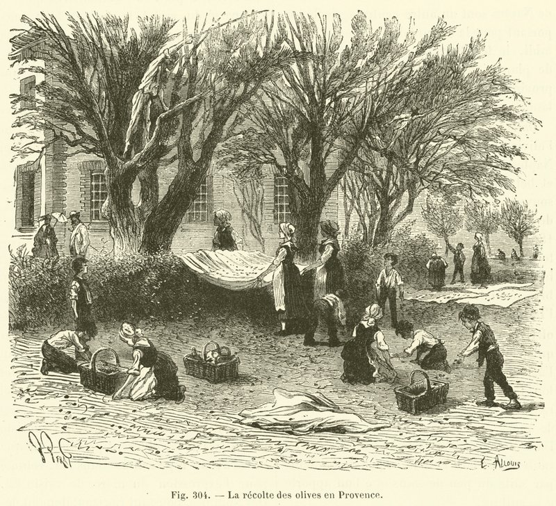 Colheita da azeitona na Provença (gravura) de French School
