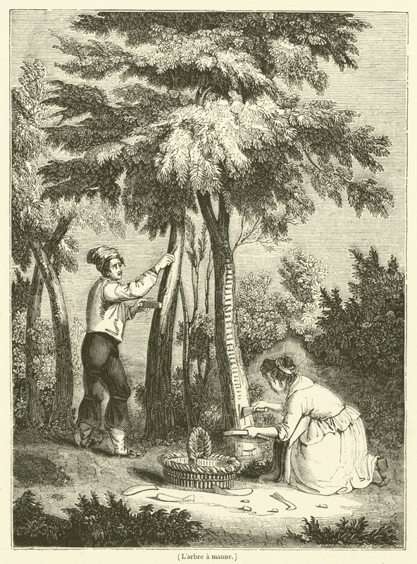 O maná árvore (gravura) de French School