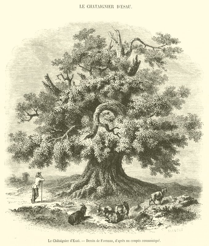 A Castanheira de Esaú (gravura) de French School