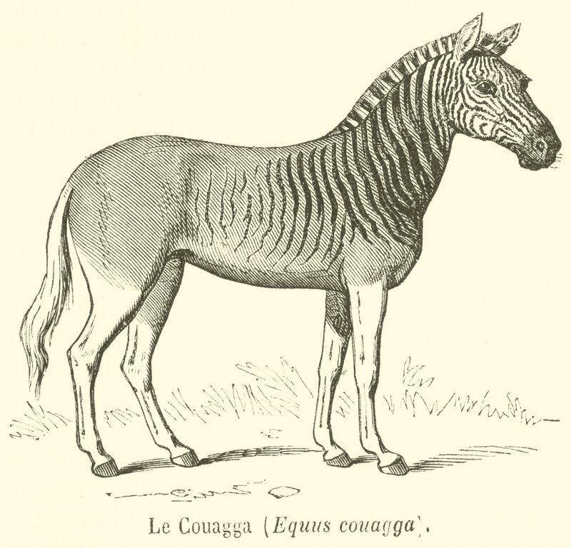 A Couagga, Equus couagga (gravura) de French School