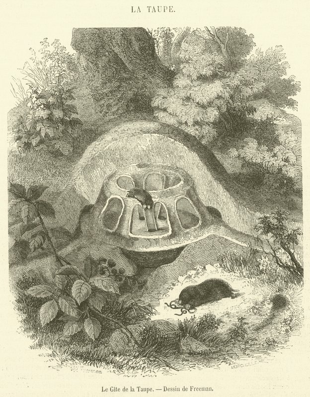 Le Gite de la Taupe (gravura) de French School