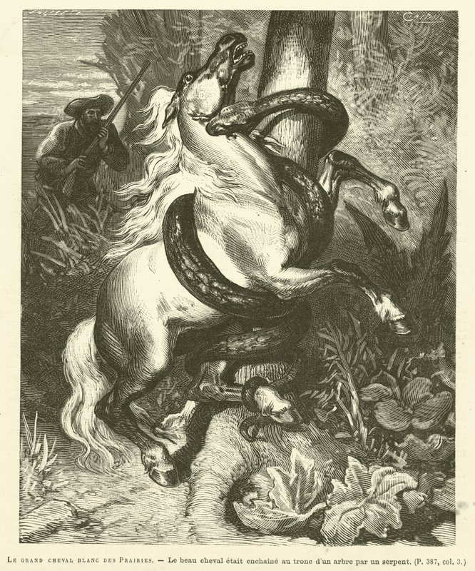 Le Grand Cheval Blanc Des Prairies (gravura) de French School