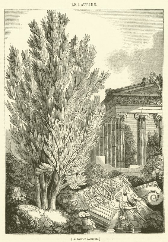 Loureiro comum (gravura) de French School