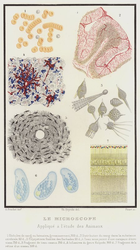 O Microscópio, Aplicado ao Estudo dos Animais (litografia a cores) de French School