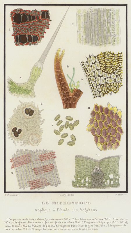 O Microscópio, Aplicado ao Estudo das Plantas (cor litho) de French School