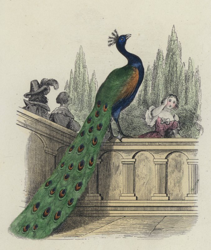 Pavão, queixa, para, juno de French School