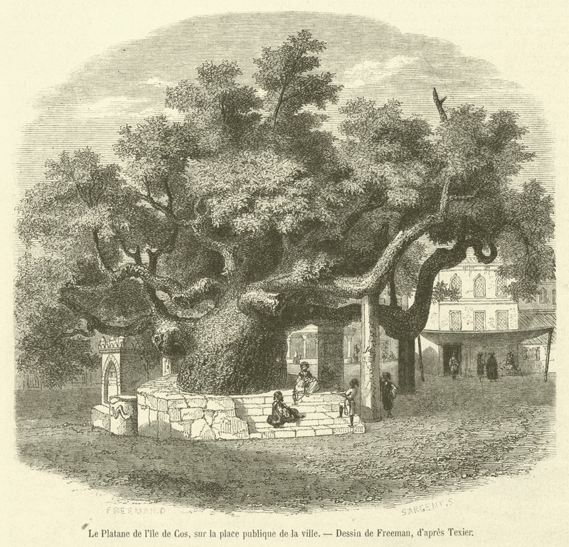 O plátano da ilha de Cos, na praça pública da cidade (gravura) de French School