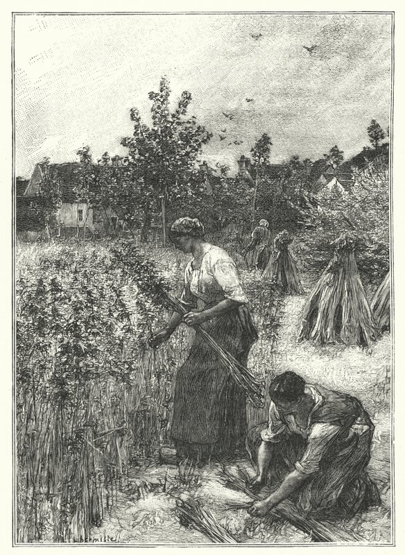 A Colheita do Cânhamo (gravura) de French School