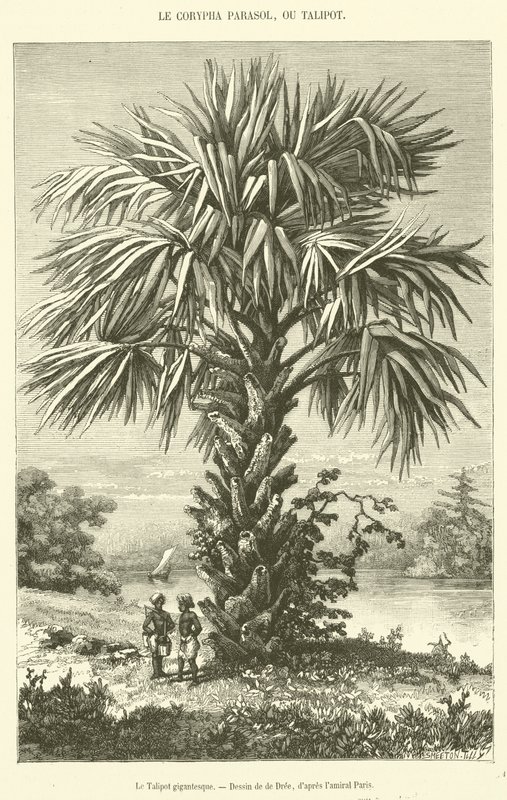 O Talipot Gigante (gravura) de French School
