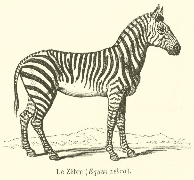 Le Zebre, Equus zebra (gravura) de French School