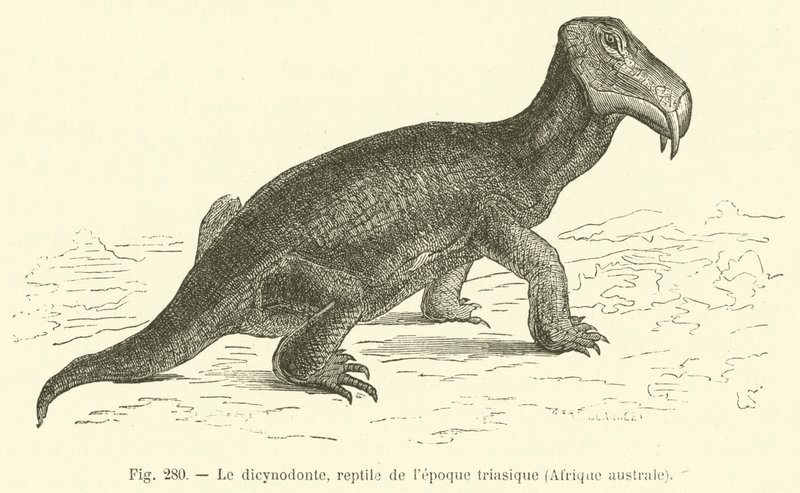 O dicynodont, réptil do período triássico, África Austral (gravura) de French School