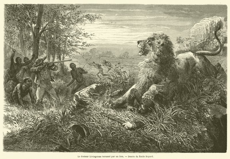 Dr. Livingstone sendo atingido por um leão (gravura) de French School