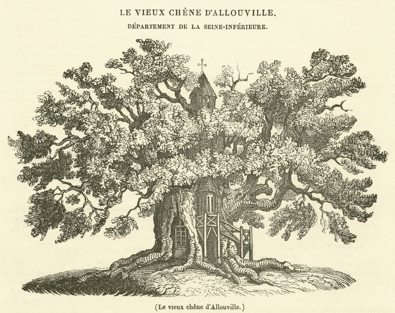 O velho carvalho de Allouville (gravura) de French School