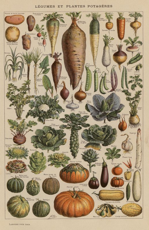 Legumes e produtos hortícolas (litografia a cores) de French School