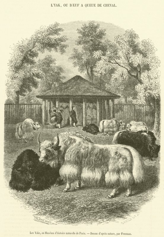 Os Yaks, no Museu de História Natural de Paris (gravura) de French School