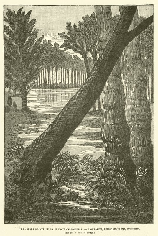 As árvores gigantes do período carbonífero (gravura) de French School