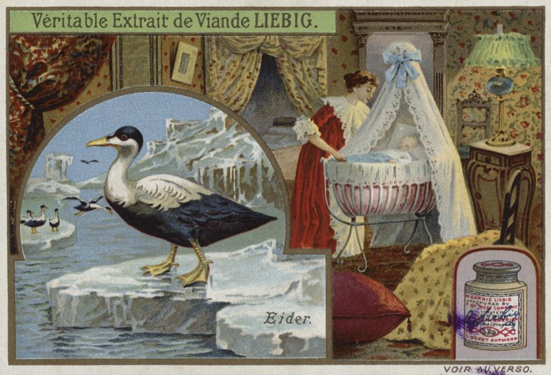 Cartão Liebig com um eider de French School
