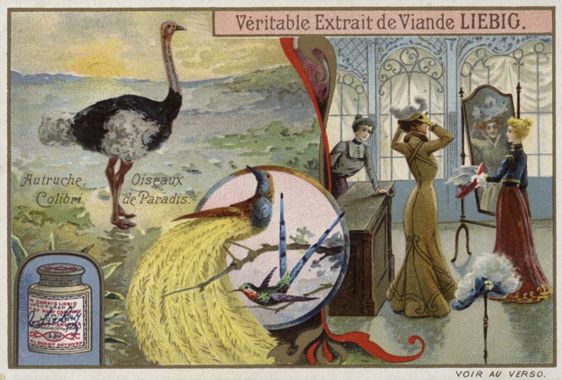 Cartão Liebig com imagens de pássaros de French School