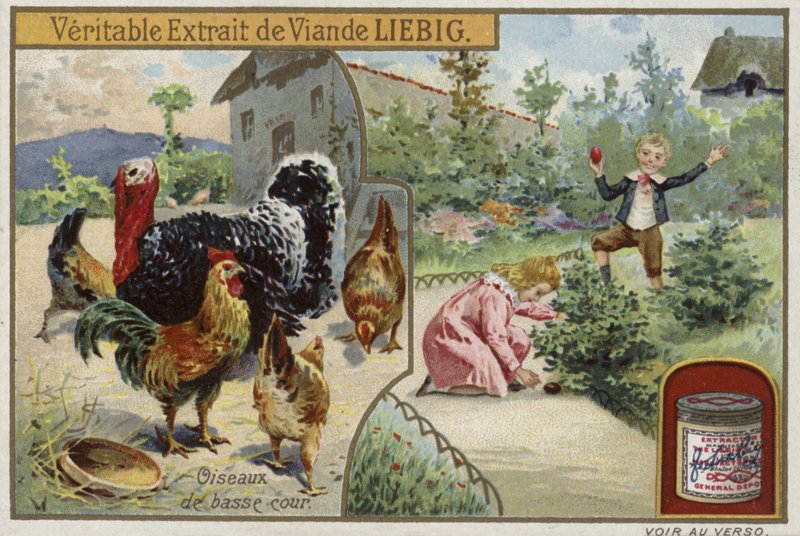 Cartão Liebig com aves de capoeira de French School
