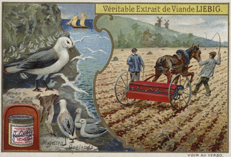 Cartão Liebig com aves marinhas de French School
