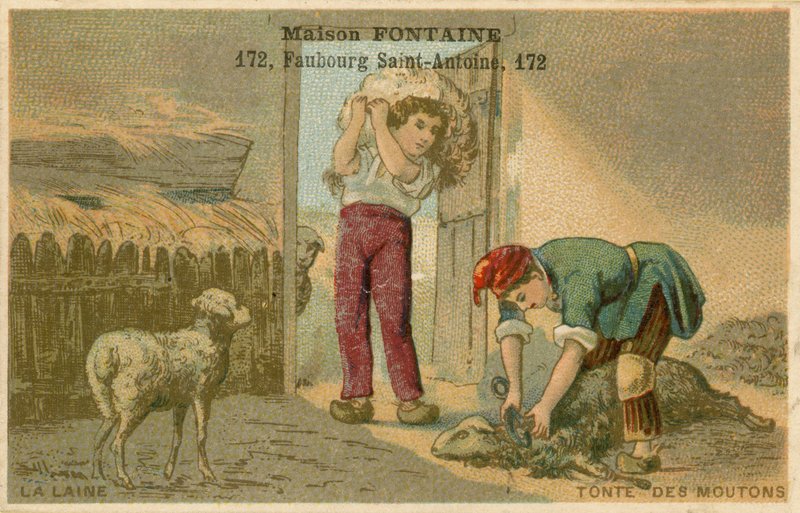 Maison Fontaine cartão de comércio, tosquia de ovelhas de French School