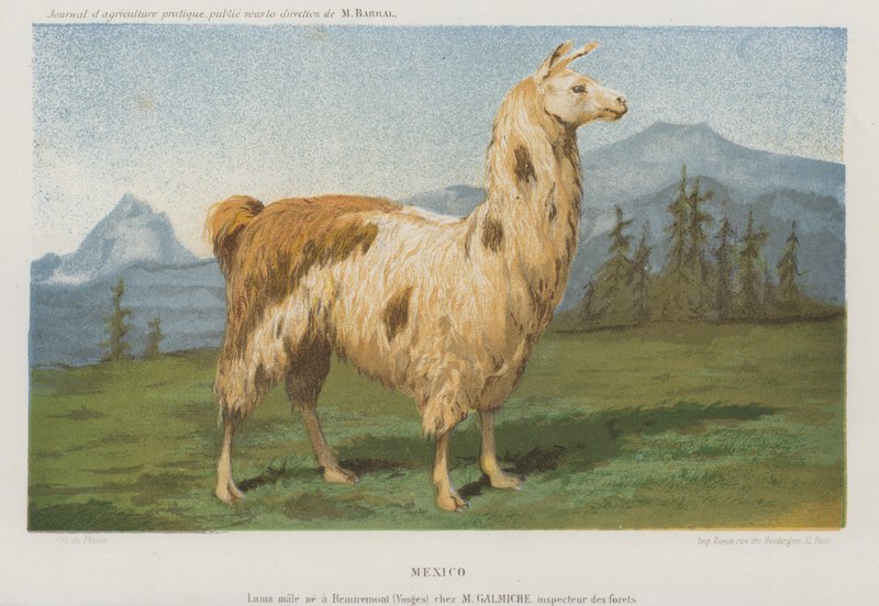 Lhama masculina nascida em Remiremont (Vosges), França (chromolitho) de French School