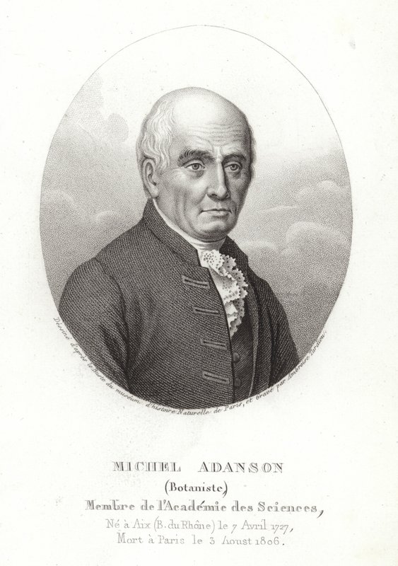 Michel Adanson de French School