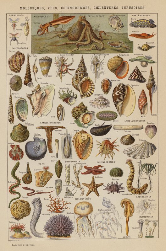 Moluscos, Vermes, Equinodermes, Coelenteres, Infusórios (litografia a cores) de French School