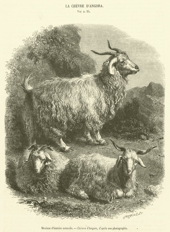 Museu de História Natural, Cabras Angorá (gravura) de French School