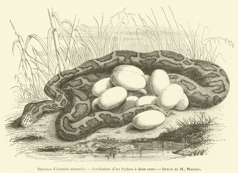 Museu de História Natural, Incubação de uma pitão de duas listras (gravura) de French School