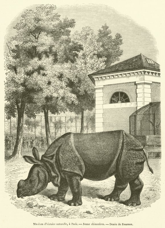 Museu de História Natural, Paris, Rinoceronte jovem (gravura) de French School