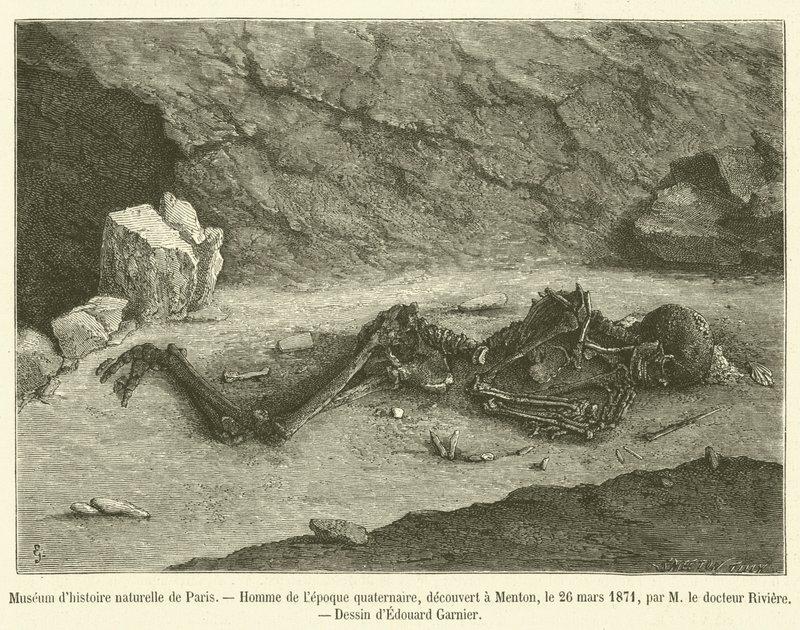 Museu de História Natural de Paris (gravura) de French School