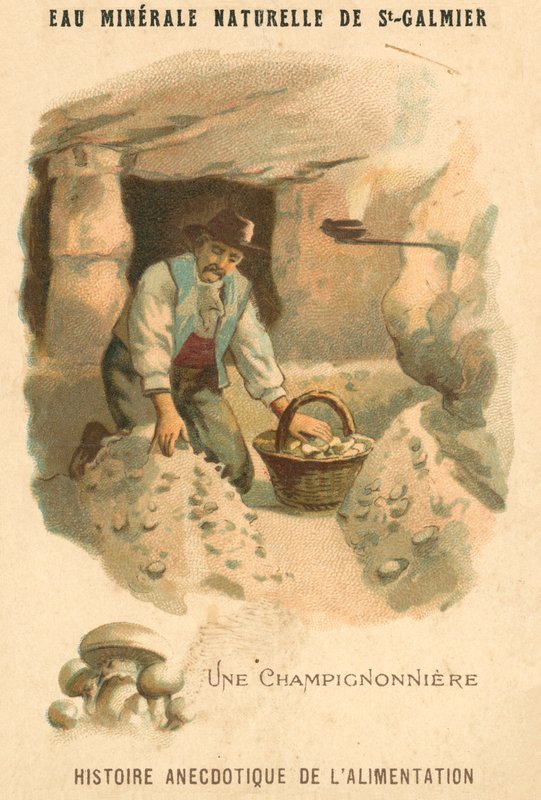 Cultivador de cogumelos (chromolitho) de French School