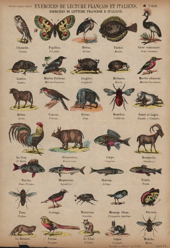 Nomes de animais em francês e italiano (gravura colorida) de French School