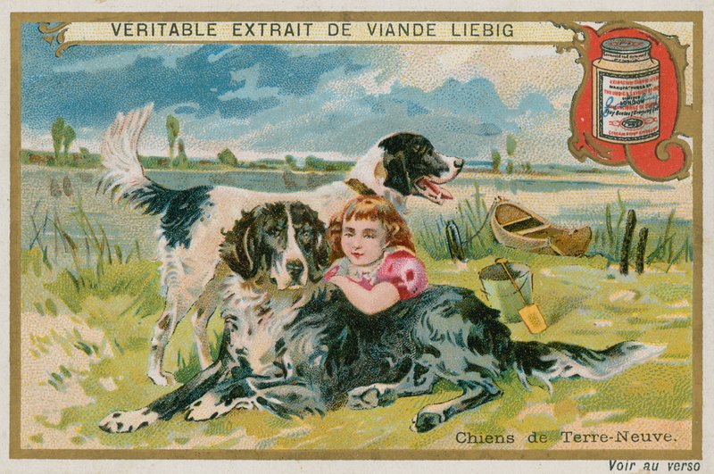 Cães Terra Nova de French School