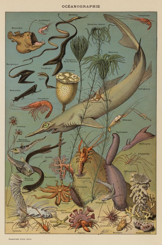 Oceanografia (litografia a cores) de French School