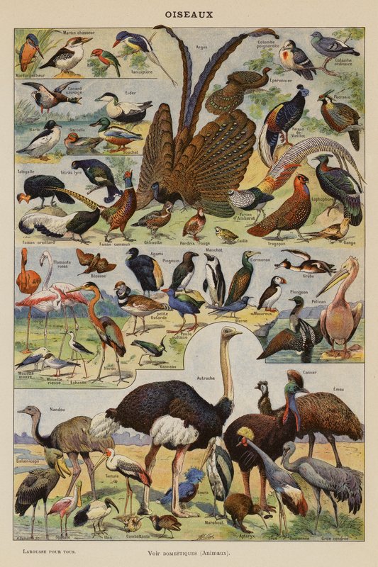 Aves (litografia a cores) de French School